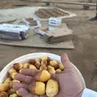 رطب سلطانه فاخر حبه كبير وخراف يومي وكميات كبيره