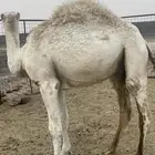 قعود. للبيع. سمين. فل.