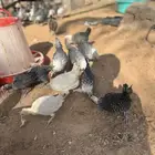 صوص العمر فوق شهرين