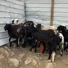 رخال مهجنه
