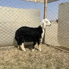 ذبيحة ثلاجه او ظيف