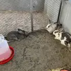 ارانب ايطالي وبلدي