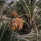 محصول مزرعه تمر بيض  روثانه حمري