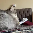 قط للتبني معها ثلاث اولاد