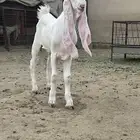افلح من ذكر الله