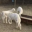 رخل وطلين سمان ونضيف الموقع كرا
