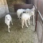 طليان