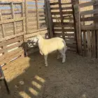 ذبائح حريه وبريه