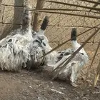 وز مفتل للبيع