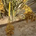 فرخ فسيله نخل شيرازيه