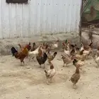 دجاج بلدي بياض للبيع