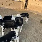 بهم نجد دواغير