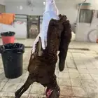 طليان سواكن تربيه فل شحم ونظيفه وزنها اقل شي25