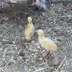 صيصان بط للبيع