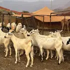 ماعز بيشيات