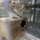 جوز روز ومعه انتاجه كامل