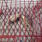 روز
