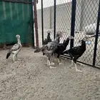 شامو ياباني