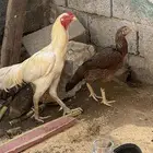طقم سندي للبيع