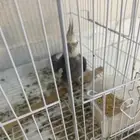 تعود عليك اليف اصفر مزعج