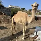 بلجرشي