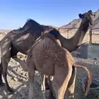 ناقه