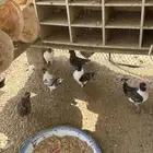 حمام كنق