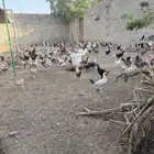 دجاج بلدي وفيومي