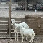 رخل رفيديه والد ثنيه