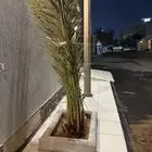 نخله ( خلاص ) عمرها ثلاث سنوات