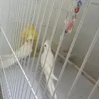 طيور كروان منتج