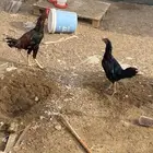 جوز دجاج باكستاني منتج