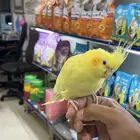 koktail parrot