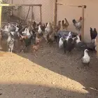دجاج العمر 8 شهور و نص