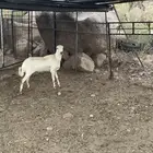 شاه رفيديه