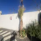 نخل واشنطن للبيع