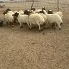 خروفان ورخال نعيم