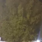 ابحث عن بيت ايجار كبير