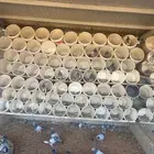 حمام زاجل