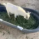 ماعز قزمي للبيع