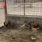 دجاج بلدي بياض
