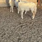 رخال حريات ذبايح