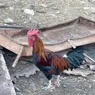 ديك ودجاجه بلدي تراثي