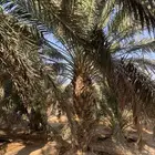 نخل للبيع