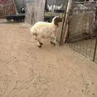 للبيع انعيمية