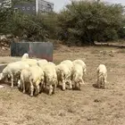 خرفان حريات جبره كفوو انتاج