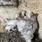 فروخ دجاج براهما