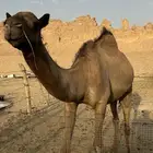 بكره حقة صفرا