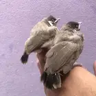 بلابل حساويه