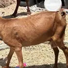ماعز جوبي العد 26